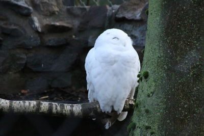 Close-up of bird perching on tree