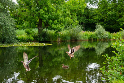 Ducks swimming in lake