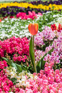 Close-up of pink crocus flowers