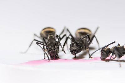 Extreme close-up of ants feeding on pink liquid against white background