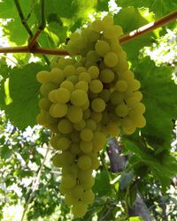 Low angle view of grapes growing in vineyard