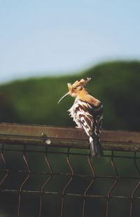 Close-up of bird perching against sky