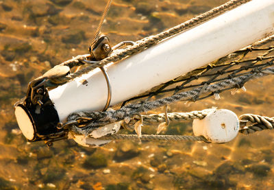 Close-up of horse on water