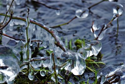 Close-up of frozen plants