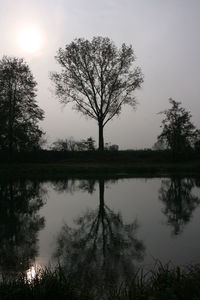 Reflection of trees in water