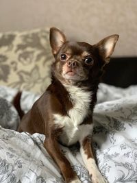 Portrait of dog sitting on bed at home