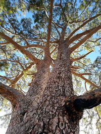 Low angle view of trees against sky