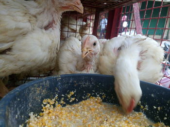 Close-up of hens eating food in cage