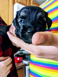 Close-up of hand holding dog