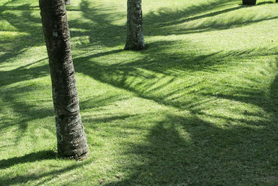 Shadow of tree on grass in park