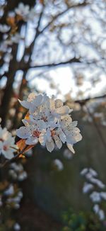 Close-up of white cherry blossoms on branch