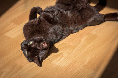 High angle view of cat lying on floor