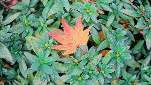 High angle view of autumnal leaves on plant
