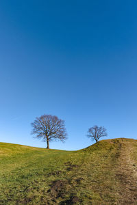 Bare tree on field against clear blue sky