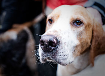 Close-up portrait of dog