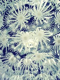 Full frame shot of white flowers