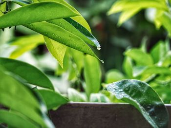 Close-up of wet plant leaves