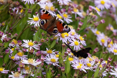 Butterfly on purple flower