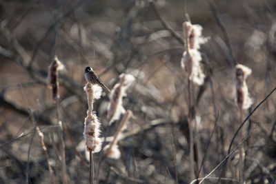 Close-up of dry plant on field during winter