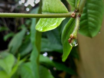 Close-up of insect on plant