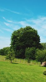 Trees on field against sky