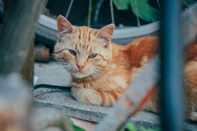 Close-up portrait of a cat