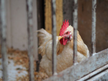 High angle view of hen in cage