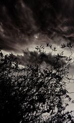 Low angle view of trees against cloudy sky