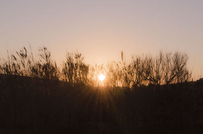Silhouette trees against sky during sunset