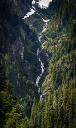 View of pine trees in forest