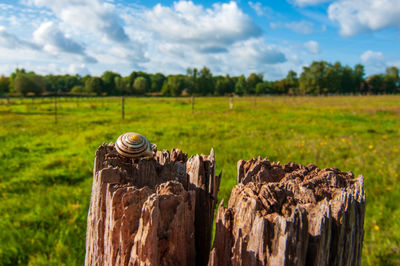 Wooden posts on field against sky