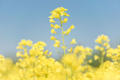 rapeseed