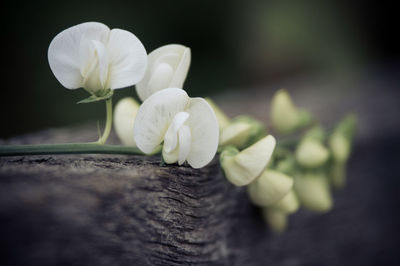 Close-up of flower blooming outdoors