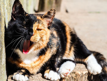 Close-up of cat