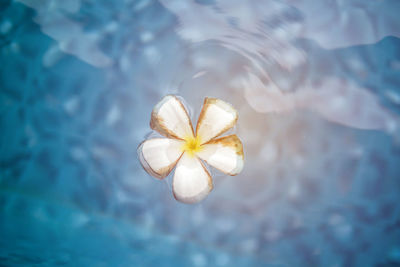 High angle view of white rose floating on water