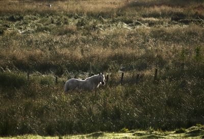 View of a horse in a field at first light