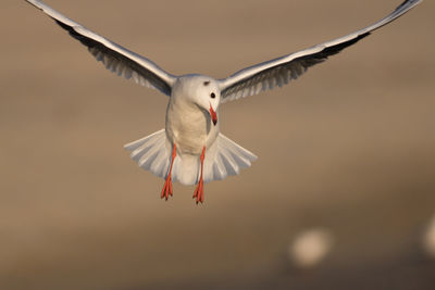 Bird flying