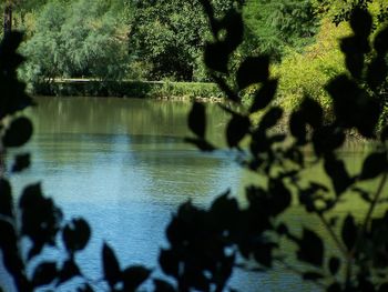 Reflection of trees in water