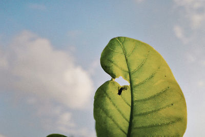 Low angle view of leaves on plant against sky