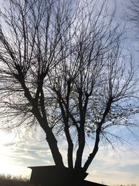 Low angle view of silhouette bare tree against sky