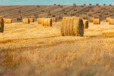 Hay bales on field