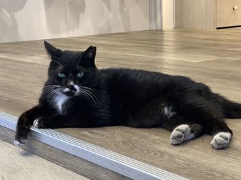 Portrait of cat relaxing on floor at home