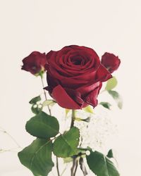 Close-up of rose plant