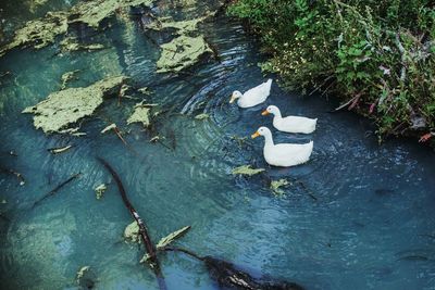 High angle view of leaf floating on water