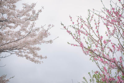 Low angle view of cherry blossoms against sky