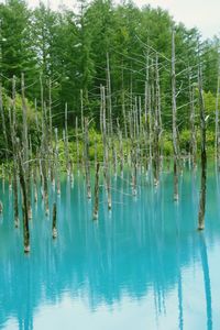 Scenic view of lake in forest