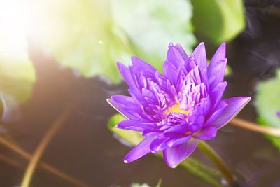 Close-up of purple flowering plant
