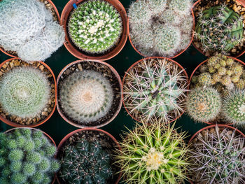 Full frame shot of potted plants