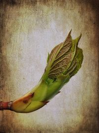 wall - building feature