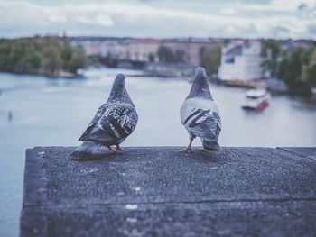 Close-up of bird perching on retaining wall by river